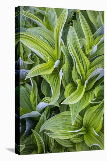 USA. Washington State. False Hellebore leaves in abstract patterns.-Gary Luhm-Premier Image Canvas