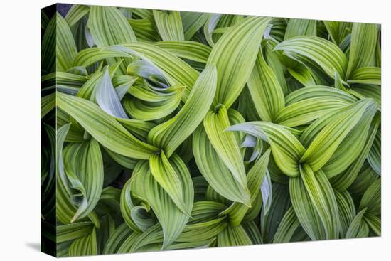 USA. Washington State. False Hellebore leaves in abstract patterns.-Gary Luhm-Premier Image Canvas