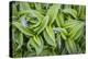 USA. Washington State. False Hellebore leaves in abstract patterns.-Gary Luhm-Premier Image Canvas