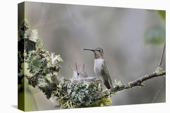 USA. Washington State. female Anna's Hummingbird at cup nest with chicks.-Gary Luhm-Premier Image Canvas
