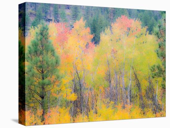 USA, Washington State, Ferry County. Aspen trees in the fall.-Julie Eggers-Premier Image Canvas