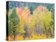 USA, Washington State, Ferry County. Aspen trees in the fall.-Julie Eggers-Premier Image Canvas