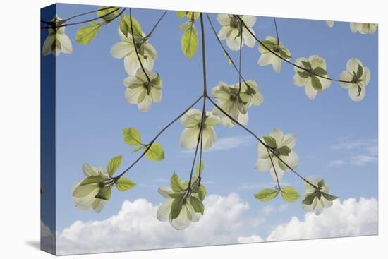 USA, Washington State, Gifford Pinchot National Forest. Pacific dogwood limbs and flowers.-Jaynes Gallery-Premier Image Canvas