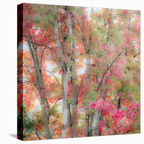 USA, Washington State, Issaquah with fall colored Maple trees along downtown roads-Sylvia Gulin-Premier Image Canvas