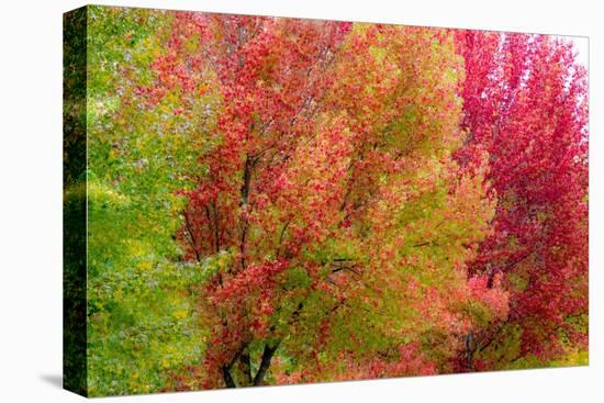 USA, Washington State, Issaquah with fall colored Maple trees along downtown roads-Sylvia Gulin-Premier Image Canvas
