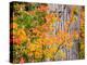 USA, Washington State, Kittitas County. Vine maple with fall colors.-Julie Eggers-Premier Image Canvas