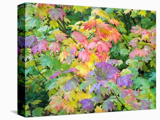 USA, Washington State, Kittitas County. Vine maple with fall colors.-Julie Eggers-Premier Image Canvas