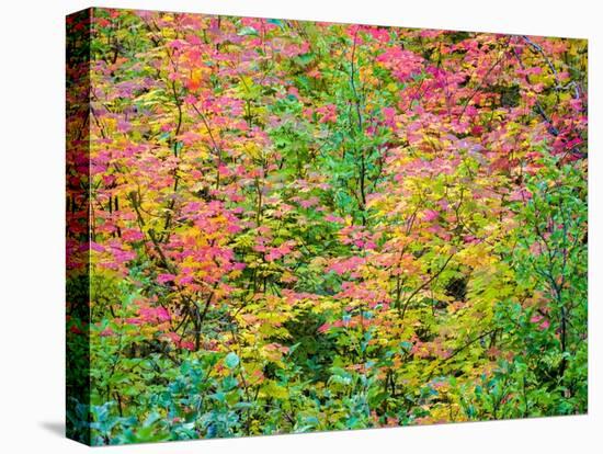 USA, Washington State, Kittitas County. Vine maple with fall colors.-Julie Eggers-Premier Image Canvas