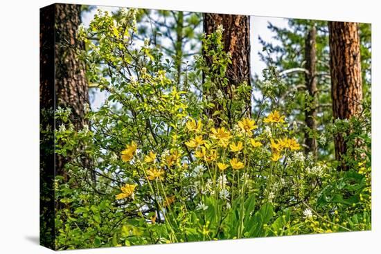 USA, Washington State, Leavenworth Balsamroot blooming amongst Ponderosa Pine-Sylvia Gulin-Premier Image Canvas