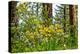 USA, Washington State, Leavenworth Balsamroot blooming amongst Ponderosa Pine-Sylvia Gulin-Premier Image Canvas