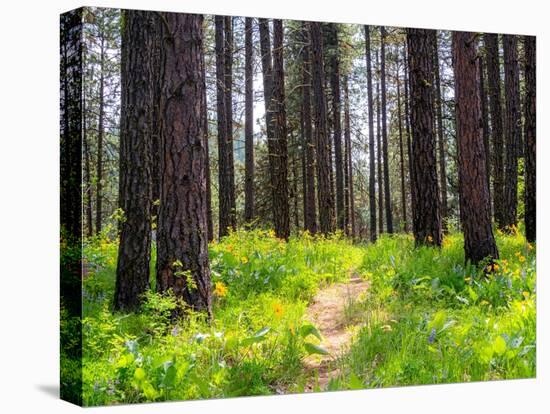 USA, Washington State, Leavenworth Balsamroot blooming amongst Ponderosa Pine-Sylvia Gulin-Premier Image Canvas