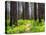 USA, Washington State, Leavenworth Balsamroot blooming amongst Ponderosa Pine-Sylvia Gulin-Premier Image Canvas