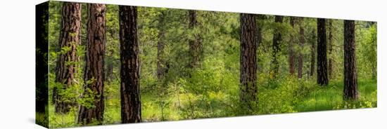 USA, Washington State, Leavenworth Balsamroot blooming amongst Ponderosa Pine-Sylvia Gulin-Premier Image Canvas