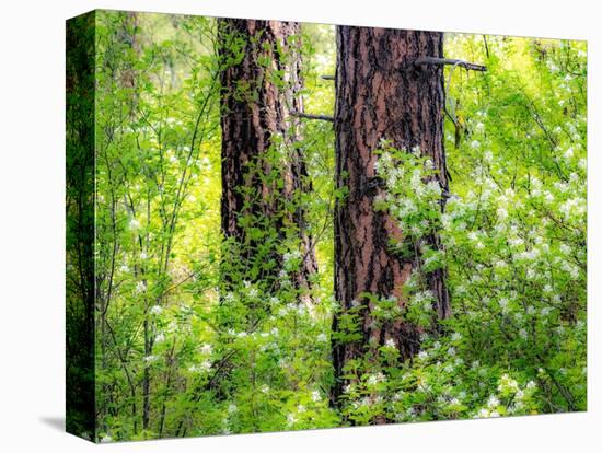 USA, Washington State, Leavenworth white flowering bush amongst Ponderosa Pine-Sylvia Gulin-Premier Image Canvas