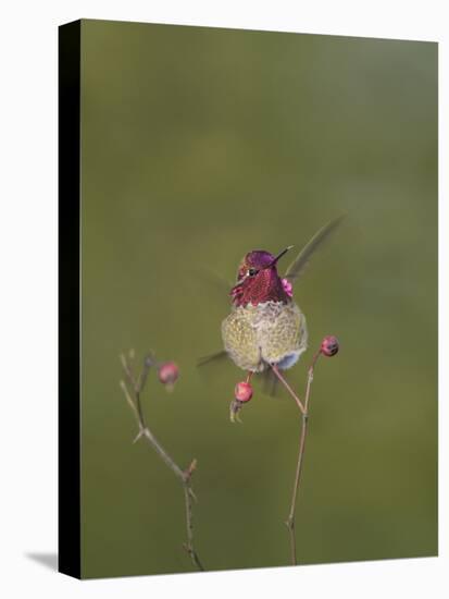 USA. Washington State. male Anna's Hummingbird flashes his iridescent gorget.-Gary Luhm-Premier Image Canvas