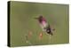 USA, Washington State. male Anna's Hummingbird flashes his iridescent gorget.-Gary Luhm-Premier Image Canvas