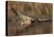 USA, Washington State. Male Mallard flying over a pond on Union Bay in Seattle.-Gary Luhm-Premier Image Canvas