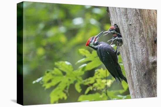 USA. Washington State. Male Pileated Woodpecker feeds begging chicks-Gary Luhm-Premier Image Canvas