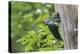 USA. Washington State. Male Pileated Woodpecker feeds begging chicks-Gary Luhm-Premier Image Canvas