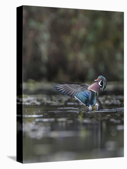 USA, Washington State. Male Wood Duck (Aix sponsa) flaps its wings on Union Bay in Seattle.-Gary Luhm-Premier Image Canvas