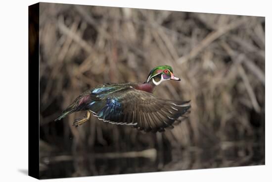 USA, Washington State. Male Wood Duck (Aix sponsa) flying from Union Bay in Seattle.-Gary Luhm-Premier Image Canvas