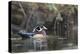 USA, Washington State. Male Wood Duck (Aix sponsa) on a pond in Seattle.-Gary Luhm-Premier Image Canvas
