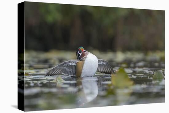 USA, Washington State. Male Wood Duck (Aix sponsa) stretches its wings on Union Bay in Seattle.-Gary Luhm-Premier Image Canvas