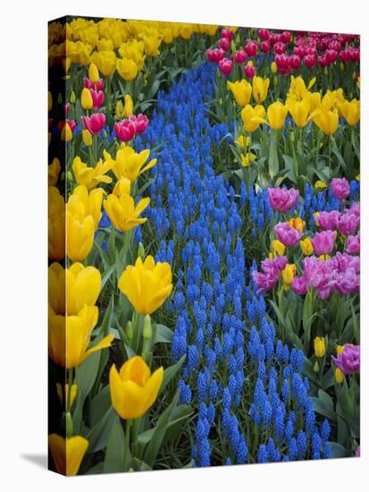 Usa, Washington State, Mount Vernon. Display garden at Skagit Valley Tulip Festival-Merrill Images-Premier Image Canvas