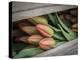 Usa, Washington State, Mt. Vernon. Cut red tulips in wood crate at Skagit Valley Tulip Festival-Merrill Images-Premier Image Canvas