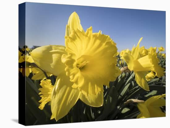 Usa, Washington State, Mt. Vernon. Daffodils in field of flower farm./n-Merrill Images-Premier Image Canvas