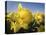 Usa, Washington State, Mt. Vernon. Daffodils in field of flower farm./n-Merrill Images-Premier Image Canvas