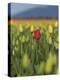 USA, Washington State, Mt. Vernon. One red tulip in a field of yellow-Merrill Images-Premier Image Canvas