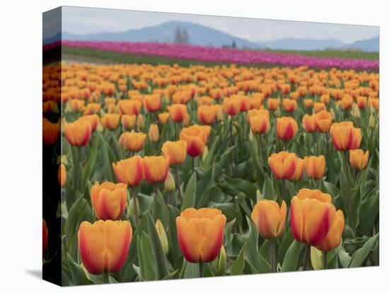 USA, Washington State, Mt. Vernon. Orange and pink tulip fields at Skagit Valley Tulip Festival.-Merrill Images-Premier Image Canvas