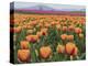 USA, Washington State, Mt. Vernon. Orange and pink tulip fields at Skagit Valley Tulip Festival.-Merrill Images-Premier Image Canvas