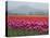 USA, Washington State, Mt. Vernon. Pink, red and orange tulip fields-Merrill Images-Premier Image Canvas