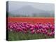 USA, Washington State, Mt. Vernon. Pink, red and orange tulip fields-Merrill Images-Premier Image Canvas