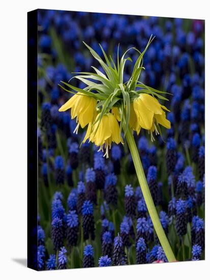 USA, Washington State, Mt. Vernon. Skagit Valley Tulip Festival.-Merrill Images-Premier Image Canvas
