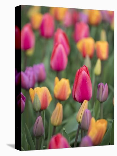 USA, Washington State, Mt. Vernon. Tulips in display garden at Skagit Valley Tulip Festival.-Merrill Images-Premier Image Canvas