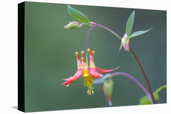 USA, Washington State. Native Red Columbine flower in backyard garden, Kirkland.-Gary Luhm-Premier Image Canvas