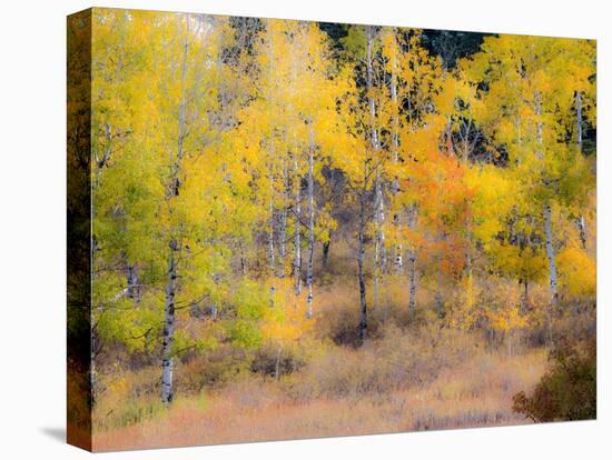 USA, Washington State, Okanogan County. Aspen trees in the fall.-Julie Eggers-Premier Image Canvas