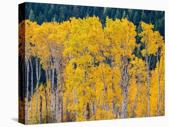 USA, Washington State, Okanogan County. Aspen trees in the fall.-Julie Eggers-Premier Image Canvas