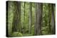 USA, Washington State, Olympic National Park. Abstract of old growth forest.-Jaynes Gallery-Premier Image Canvas