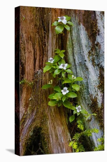 USA, Washington State, Olympic National Park, Wildflowers at Base of Tree-Hollice Looney-Premier Image Canvas