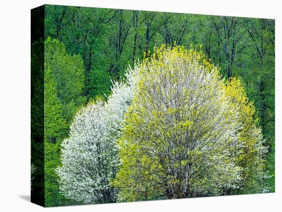 USA, Washington State, Pacific Northwest, Fall City.Flowering wild Cherry amongst Cottonwood trees-Sylvia Gulin-Premier Image Canvas