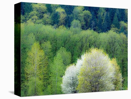 USA, Washington State, Pacific Northwest, Fall City.Flowering wild Cherry amongst Cottonwood trees-Sylvia Gulin-Premier Image Canvas