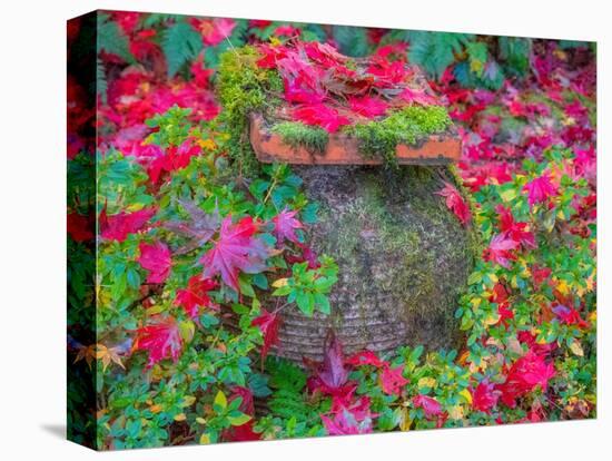 USA, Washington State, Pacific Northwest, Sammamish and red Japanese Maple leaves fallen around pot-Sylvia Gulin-Premier Image Canvas