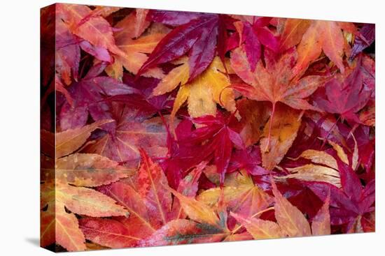 USA, Washington State, Pacific Northwest, Sammamish and red Japanese Maple leaves fallen on ground-Sylvia Gulin-Premier Image Canvas