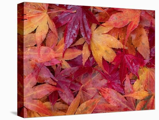 USA, Washington State, Pacific Northwest, Sammamish and red Japanese Maple leaves fallen on ground-Sylvia Gulin-Premier Image Canvas