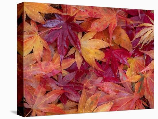 USA, Washington State, Pacific Northwest, Sammamish and red Japanese Maple leaves fallen on ground-Sylvia Gulin-Premier Image Canvas