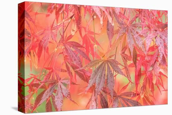 USA, Washington State, Pacific Northwest, Sammamish and red Japanese Maple leaves with dewdrops-Sylvia Gulin-Premier Image Canvas